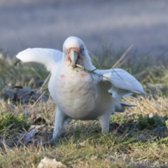 Cacatua tenuirostris X sanguinea (Long-billed X Little Corella (Hybrid)) at Phillip, ACT - 13 Aug 2019 by Alison Milton