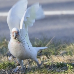 Cacatua tenuirostris X sanguinea at Phillip, ACT - 13 Aug 2019