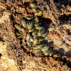 Xanthogaleruca luteola (Elm leaf beetle) at Phillip, ACT - 13 Aug 2019 by AlisonMilton