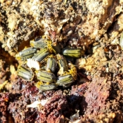 Xanthogaleruca luteola at Phillip, ACT - 13 Aug 2019 04:05 PM