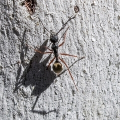 Camponotus suffusus (Golden-tailed sugar ant) at Bruce, ACT - 13 Aug 2019 by AlisonMilton