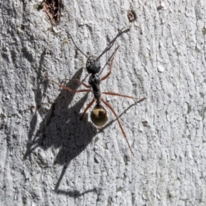 Camponotus suffusus at Bruce, ACT - 13 Aug 2019