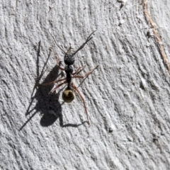 Camponotus suffusus at Bruce, ACT - 13 Aug 2019 11:48 AM