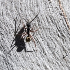 Camponotus suffusus at Bruce, ACT - 13 Aug 2019