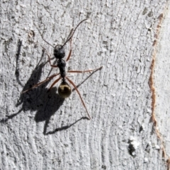Camponotus suffusus at Bruce, ACT - 13 Aug 2019