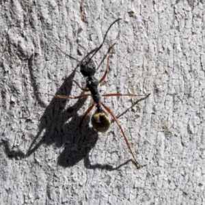 Camponotus suffusus at Bruce, ACT - 13 Aug 2019 11:48 AM