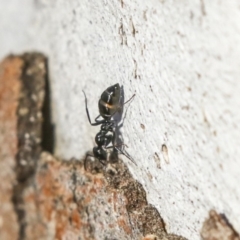 Colobopsis gasseri (An arboreal ant) at Phillip, ACT - 13 Aug 2019 by AlisonMilton