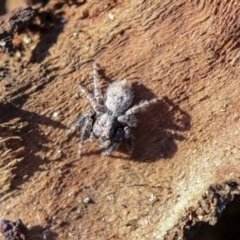 Servaea sp. (genus) (Unidentified Servaea jumping spider) at Phillip, ACT - 13 Aug 2019 by AlisonMilton