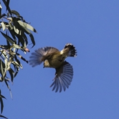 Smicrornis brevirostris (Weebill) at Bruce Ridge to Gossan Hill - 13 Aug 2019 by AlisonMilton