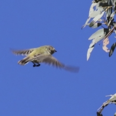 Smicrornis brevirostris at Bruce, ACT - 13 Aug 2019