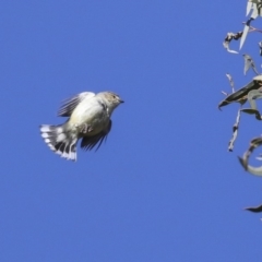 Smicrornis brevirostris at Bruce, ACT - 13 Aug 2019