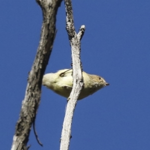 Smicrornis brevirostris at Bruce, ACT - 13 Aug 2019