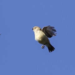 Smicrornis brevirostris at Bruce, ACT - 13 Aug 2019