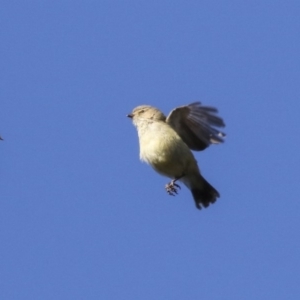 Smicrornis brevirostris at Bruce, ACT - 13 Aug 2019