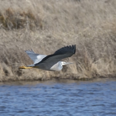 Egretta novaehollandiae (White-faced Heron) at Dunlop, ACT - 20 Aug 2019 by AlisonMilton