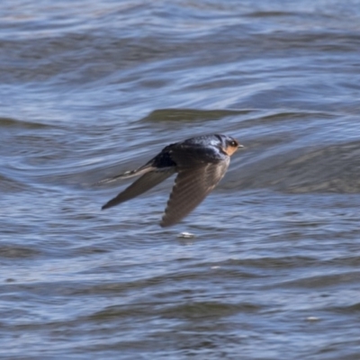 Hirundo neoxena (Welcome Swallow) at West Belconnen Pond - 20 Aug 2019 by Alison Milton