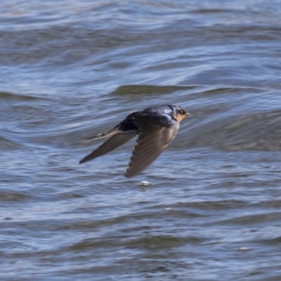 Hirundo neoxena (Welcome Swallow) at Dunlop, ACT - 20 Aug 2019 by AlisonMilton