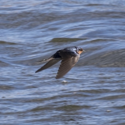 Hirundo neoxena (Welcome Swallow) at Dunlop, ACT - 20 Aug 2019 by Alison Milton