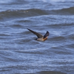 Hirundo neoxena at Dunlop, ACT - 20 Aug 2019