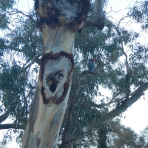 Callocephalon fimbriatum at Stirling, ACT - 8 Nov 2019