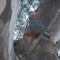 Callocephalon fimbriatum at Stirling, ACT - 8 Nov 2019