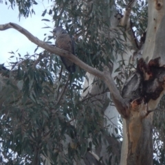 Callocephalon fimbriatum at Stirling, ACT - 8 Nov 2019