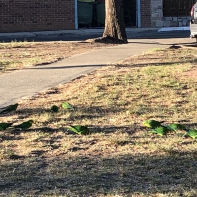 Polytelis swainsonii (Superb Parrot) at Macquarie, ACT - 8 Nov 2019 by Lisa.Jok