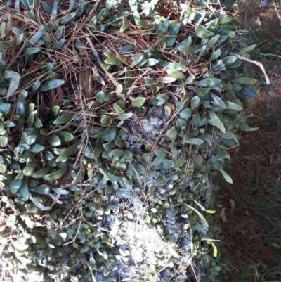 Pyrrosia rupestris (Rock Felt Fern) at Robertson, NSW - 9 Nov 2019 by KarenG