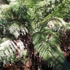 Dicksonia antarctica (Soft Treefern) at Wingecarribee Local Government Area - 9 Nov 2019 by KarenG