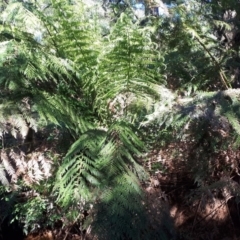 Dicksonia antarctica at Robertson - suppressed