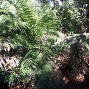 Dicksonia antarctica at Robertson - 9 Nov 2019