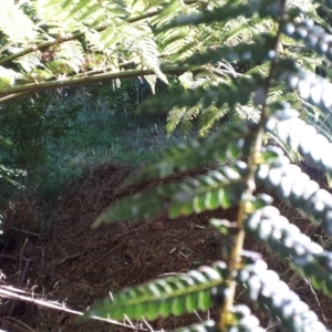 Dicksonia antarctica at Robertson - 9 Nov 2019