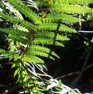 Dicksonia antarctica at Robertson - suppressed