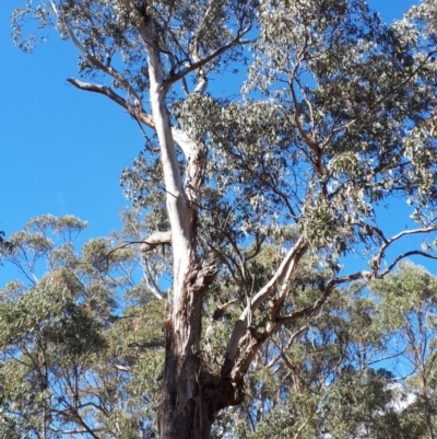 Eucalyptus cypellocarpa (Monkey Gum, Mountain Grey Gum) at Bowral, NSW - 8 Nov 2019 by KarenG