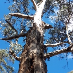Eucalyptus cypellocarpa at Bowral - 9 Nov 2019