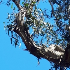 Eucalyptus cypellocarpa at Bowral - 9 Nov 2019