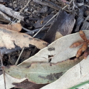 Eucalyptus cypellocarpa at Wingecarribee Local Government Area - 9 Nov 2019 09:20 AM