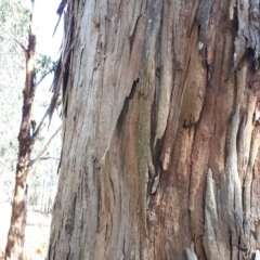 Eucalyptus cypellocarpa at Wingecarribee Local Government Area - 9 Nov 2019