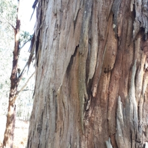Eucalyptus cypellocarpa at Wingecarribee Local Government Area - 9 Nov 2019 09:20 AM