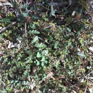 Solanum (genus) at Bowral - 9 Nov 2019 09:59 AM