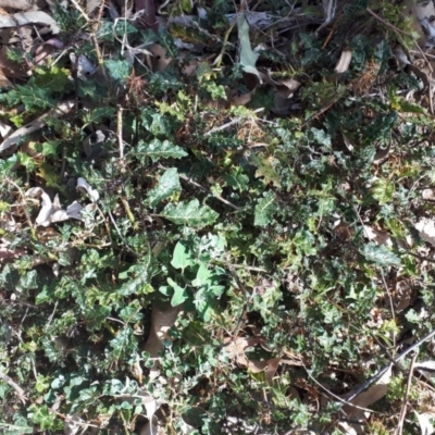 Hedera helix at Bowral - 9 Nov 2019 by KarenG