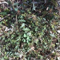 Unidentified Climber / Mistletoe (TBC) at Wingecarribee Local Government Area - 8 Nov 2019 by KarenG
