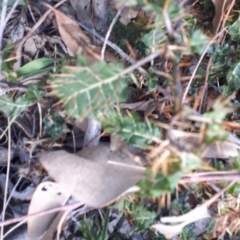 Solanum (genus) at Bowral - 9 Nov 2019 09:59 AM