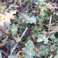 Solanum (genus) at Bowral - 9 Nov 2019 09:59 AM