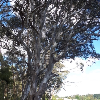 Eucalyptus amplifolia (Cabbage Gum) at Bowral, NSW - 8 Nov 2019 by KarenG