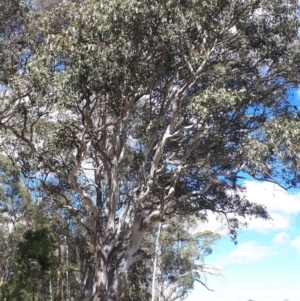 Eucalyptus amplifolia at Bowral - 9 Nov 2019