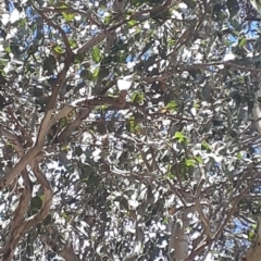 Eucalyptus amplifolia at Bowral - 9 Nov 2019 09:52 AM