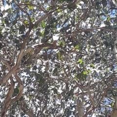 Eucalyptus amplifolia at Bowral - 9 Nov 2019