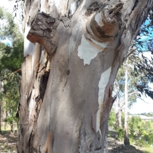 Eucalyptus amplifolia at Bowral - 9 Nov 2019