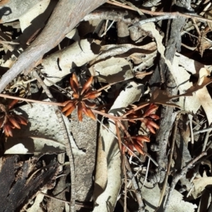 Eucalyptus amplifolia at Bowral - 9 Nov 2019